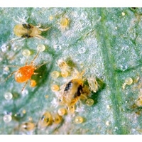 Spider Mite Killer - 15 Sachets
