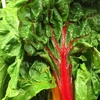 Spinach Beet Seeds - Rhubarb Chard