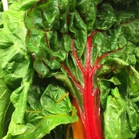 Spinach Beet Seeds - Rhubarb Chard
