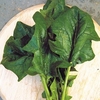 Spinach Seeds - Koto F1