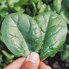 Spinach Seeds - Lazio F1