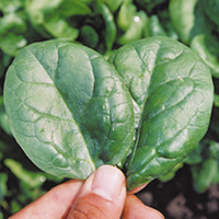 Spinach Seeds - Lazio F1