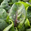 Spinach Seeds - Rubino F1