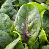 Spinach Seeds - Rubino F1