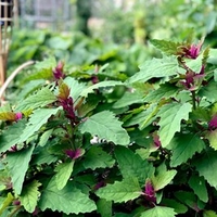 Spinach Tree Plants - Spinach