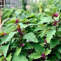 Spinach Tree Spinach (12)