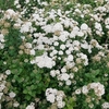 Spiraea betulifolia Plant - Island