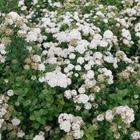 Spiraea betulifolia Plant - Island