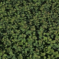 Spiraea betulifolia Plant - Tor