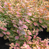 Spiraea betulifolia Plant - Tor Gold