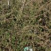 Spiraea cinerea Plant - Grefsheim