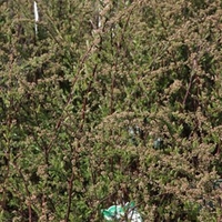 Spiraea cinerea Plant - Grefsheim