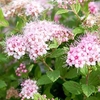 Spiraea japonica Plant - Little Princess