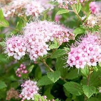 Spiraea japonica Plant - Little Princess