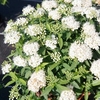Spiraea japonica Plant - Albiflora