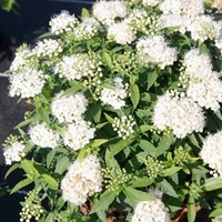 Spiraea japonica Plant - Albiflora