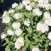 Spiraea japonica Plant - Albiflora