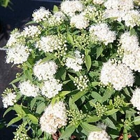 Spiraea japonica Plant - Albiflora