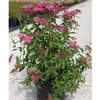 Spiraea japonica Plant - Double Play Artist®