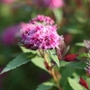 Spiraea japonica Plant - Double Play Big Bang