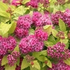 Spiraea japonica Plant - DOUBLE PLAY® GOLD Proven Winners®