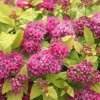 Spiraea japonica Plant - DOUBLE PLAY® GOLD Proven Winners®