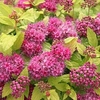 Spiraea japonica Plant - DOUBLE PLAY® GOLD Proven Winners®