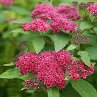 Spiraea japonica Plant - DOUBLE PLAY® RED Proven Winners®