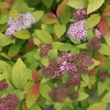 Spiraea japonica Plant - Firelight