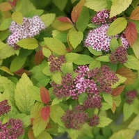 Spiraea japonica Plant - Firelight
