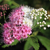 Spiraea japonica Plant - Green & Gold