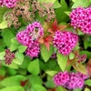 Spiraea japonica Plant - Magic Carpet