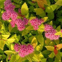 Spiraea japonica Plant - Magic Carpet