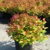 Spiraea japonica Plant - Nana