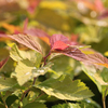 Spiraea japonica Plant - Pink Parasols