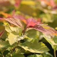 Spiraea japonica Plant - Pink Parasols