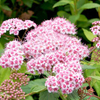 Spiraea japonica Plant - Sparkling Champagne