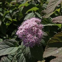 Spiraea japonica Plant - Superstar® First Editions®