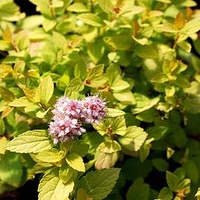 Spiraea japonica 