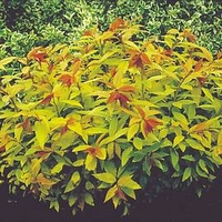 Spiraea Plant - Goldflame