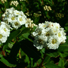 Spiraea Plant - Nipponica Snowmound