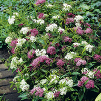 Spiraea Plant - Shirobana
