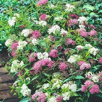 Spiraea Shirobana (Josephs Coat)
