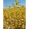 Spiraea vanhouttei Plant - Gold Fountain