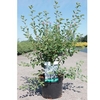 Spiraea vanhouttei Plant