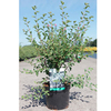 Spiraea vanhouttei Plant