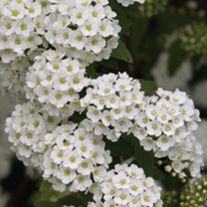 Spiraea vanhouttei Plants - Bridal Wreath