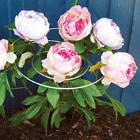 Spiral Plant Supports