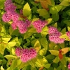 Spirea japonica Plant - Magic Carpet