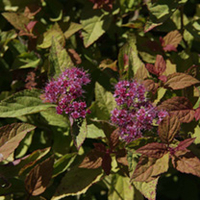 Spirea Plant - Shirpobana